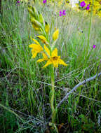 Image of Chloraea gavilu Lindl.