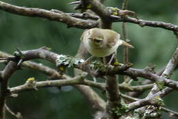 Image of Large-billed Leaf Warbler