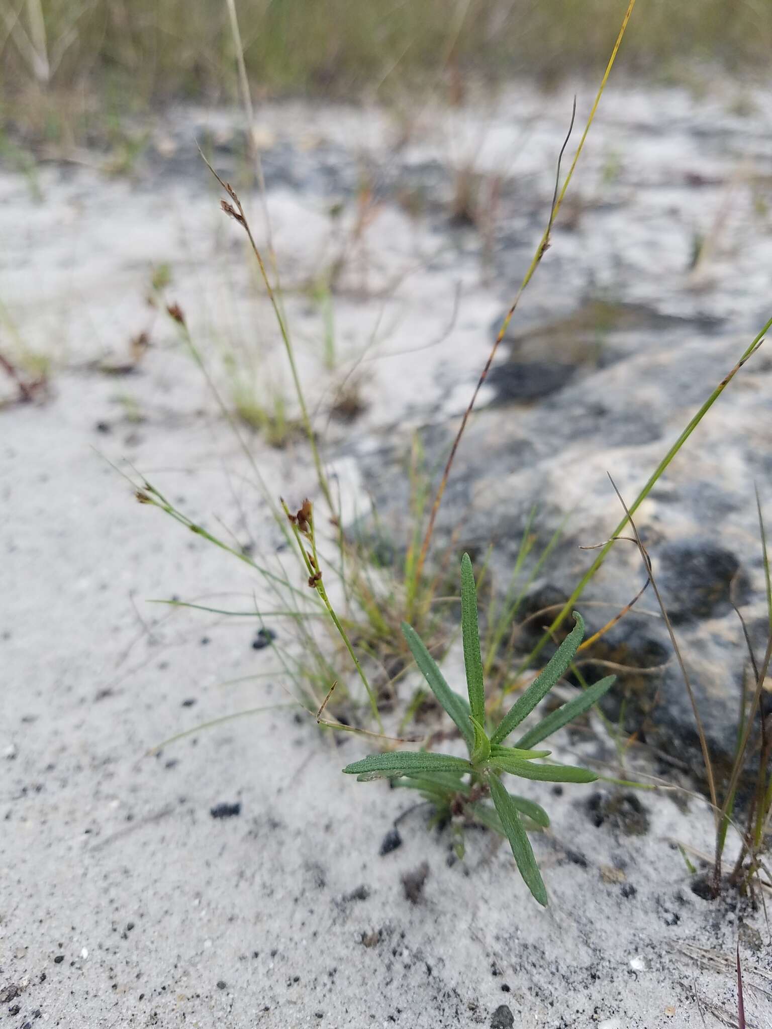 Image of Spreading Beak Sedge