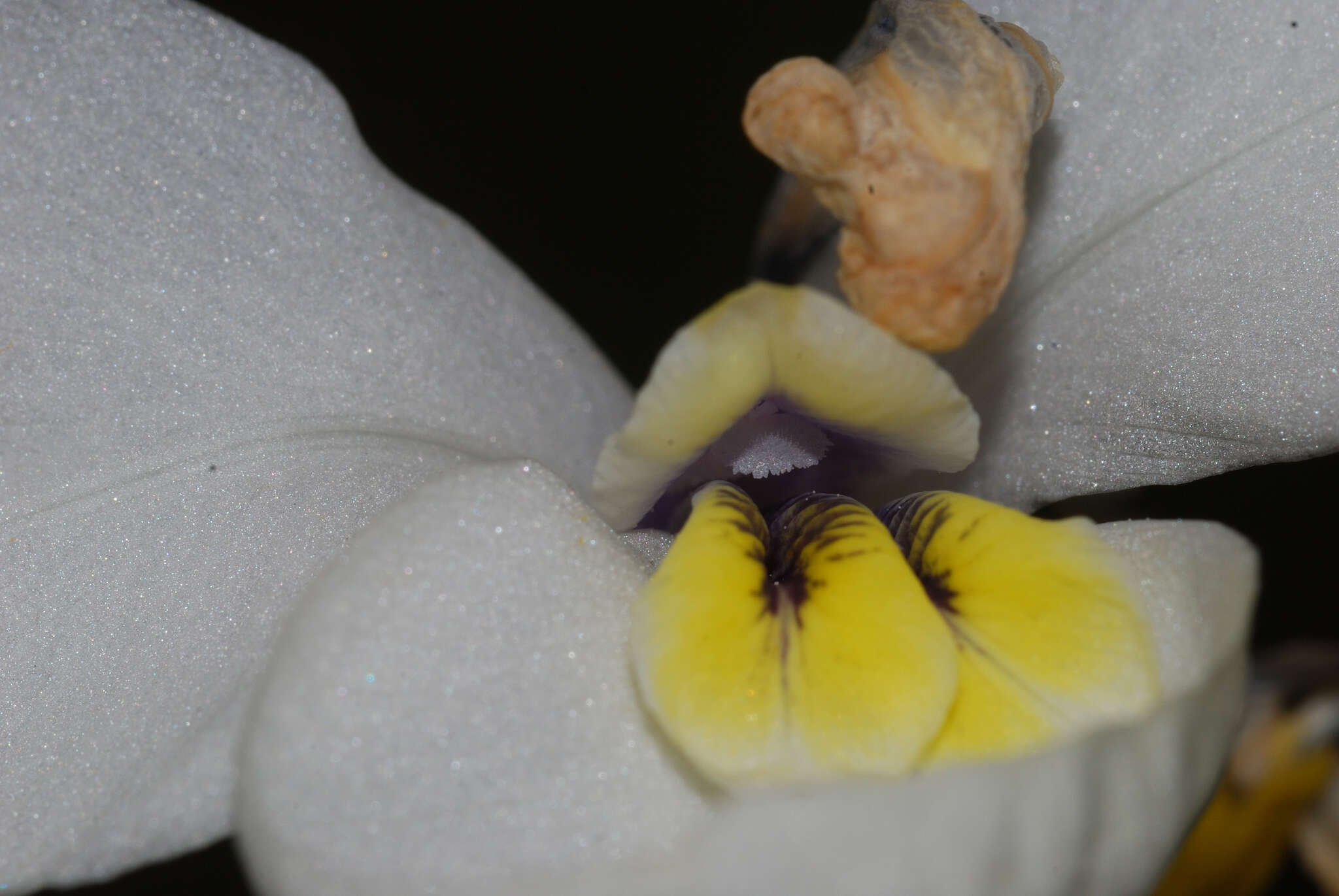 Image of Diplarrena moraea Labill.