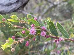 Plancia ëd Acacia purpureapetala