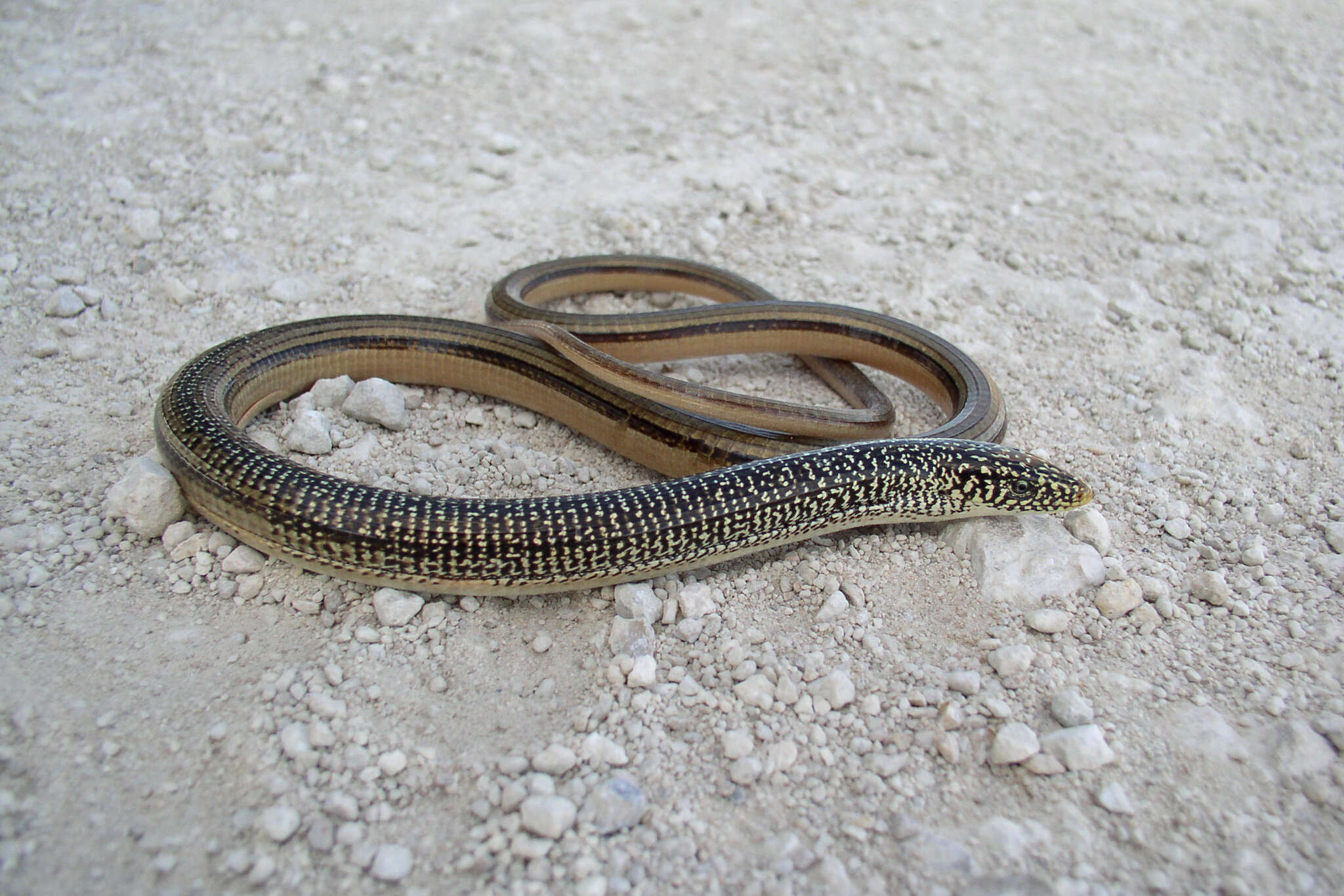 Image of Island Glass Lizard