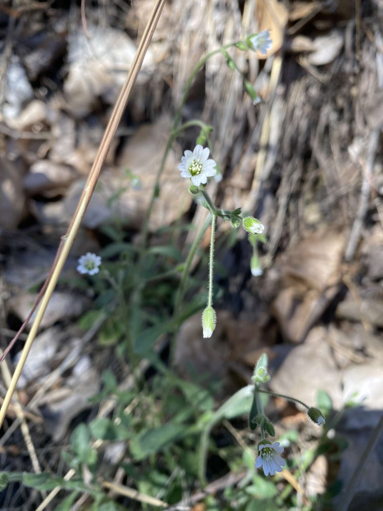 Image of Texas chickweed