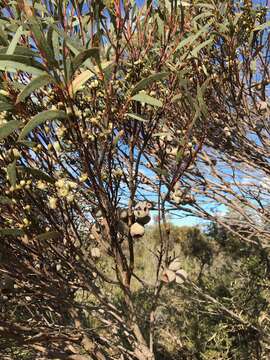 Image of Eucalyptus buprestium F. Müll.