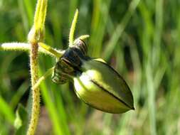 Image of Ceropegia gerrardii (Harv.) Bruyns