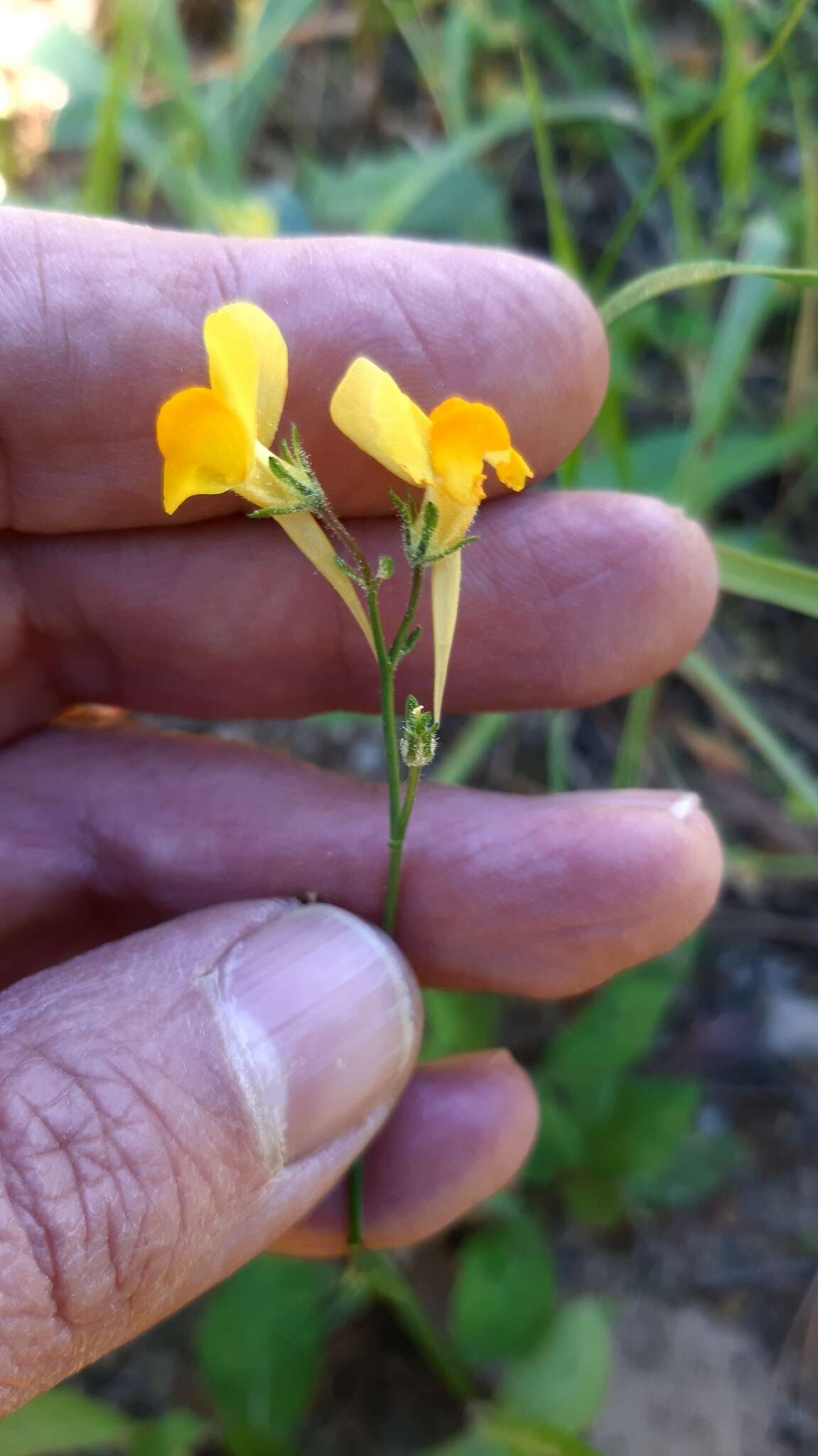 Image of ballast toadflax