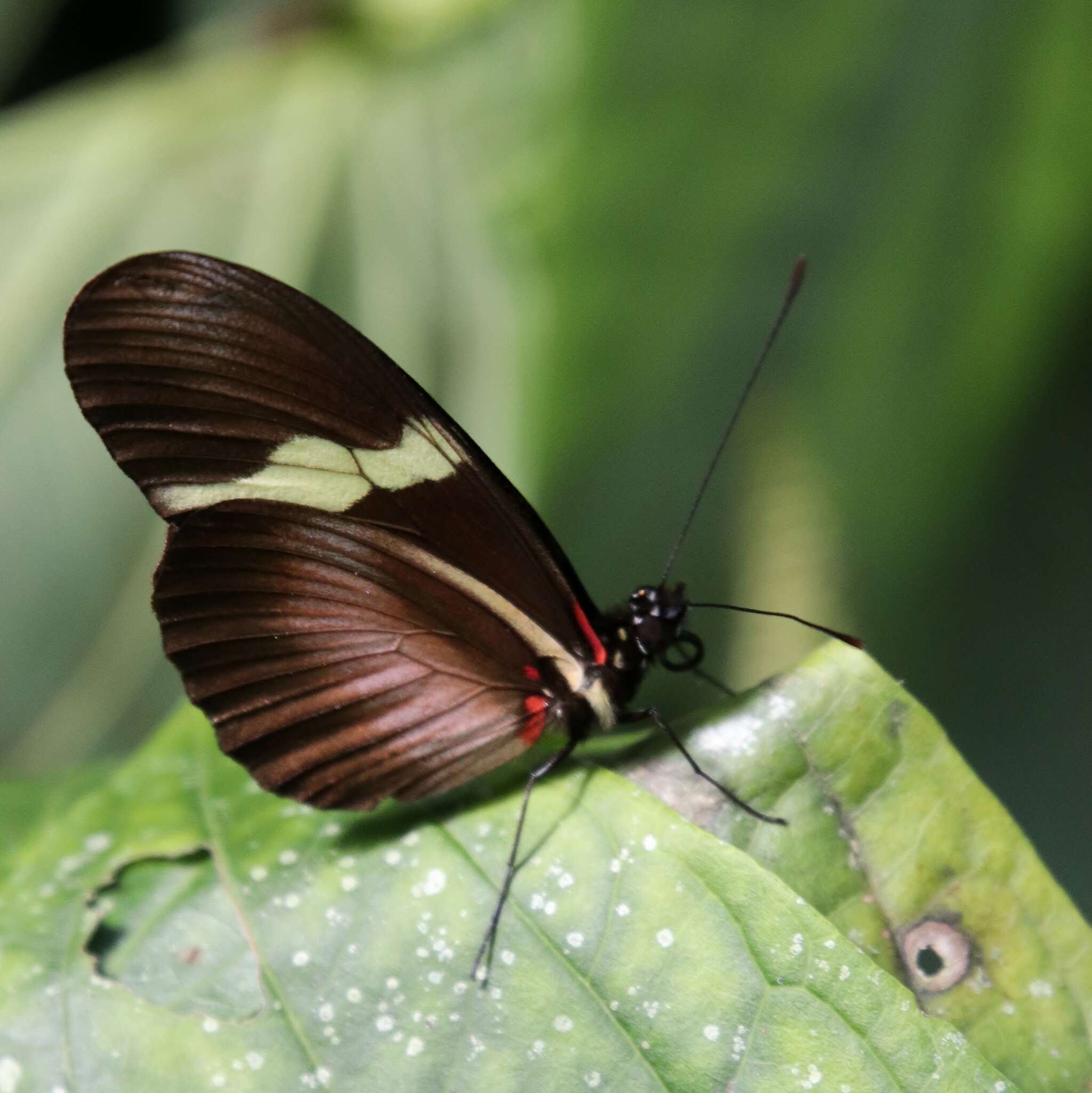 Image of Heliconius clysonymus montanus Salvin 1871