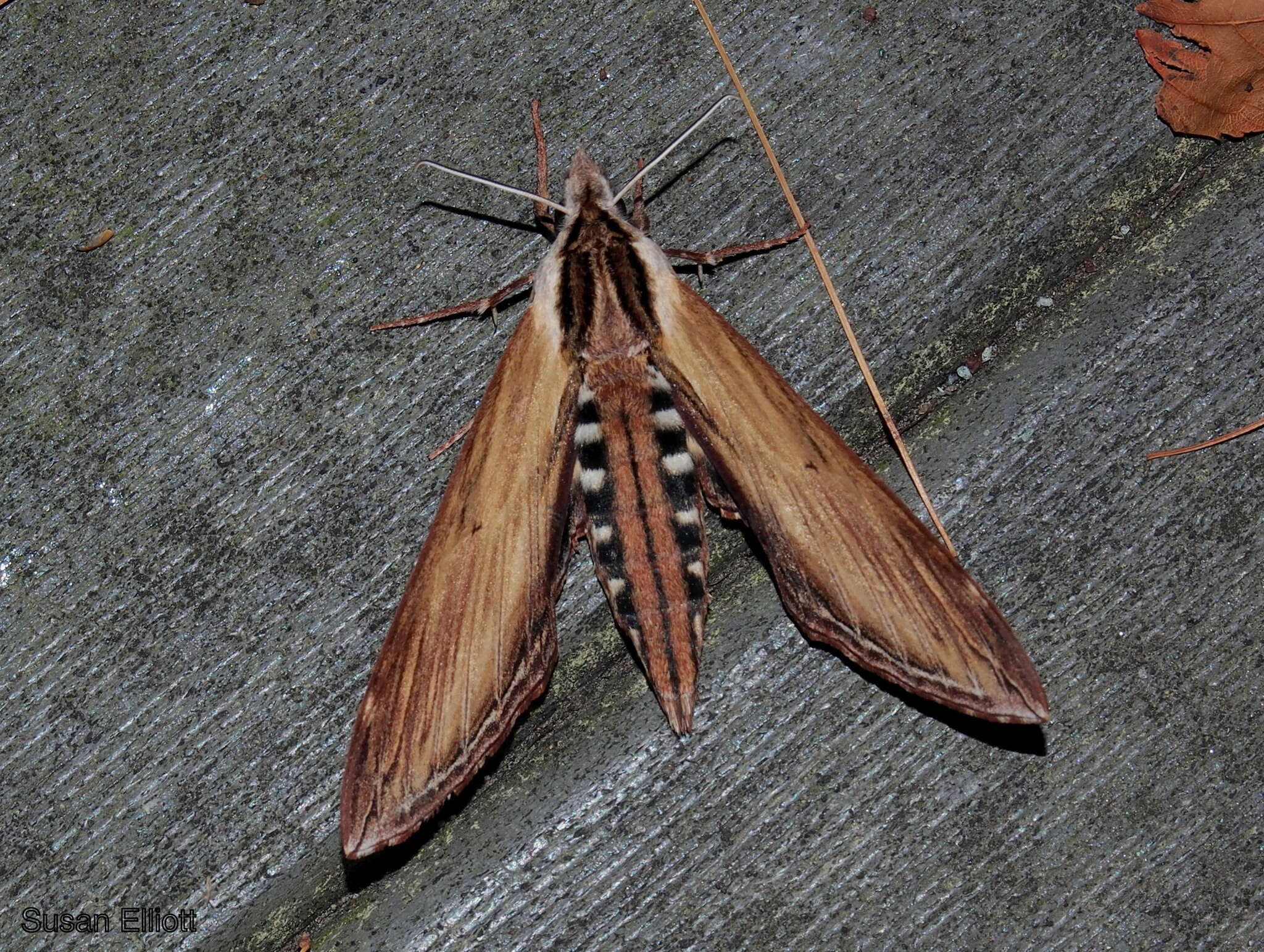 Image of Laurel sphinx