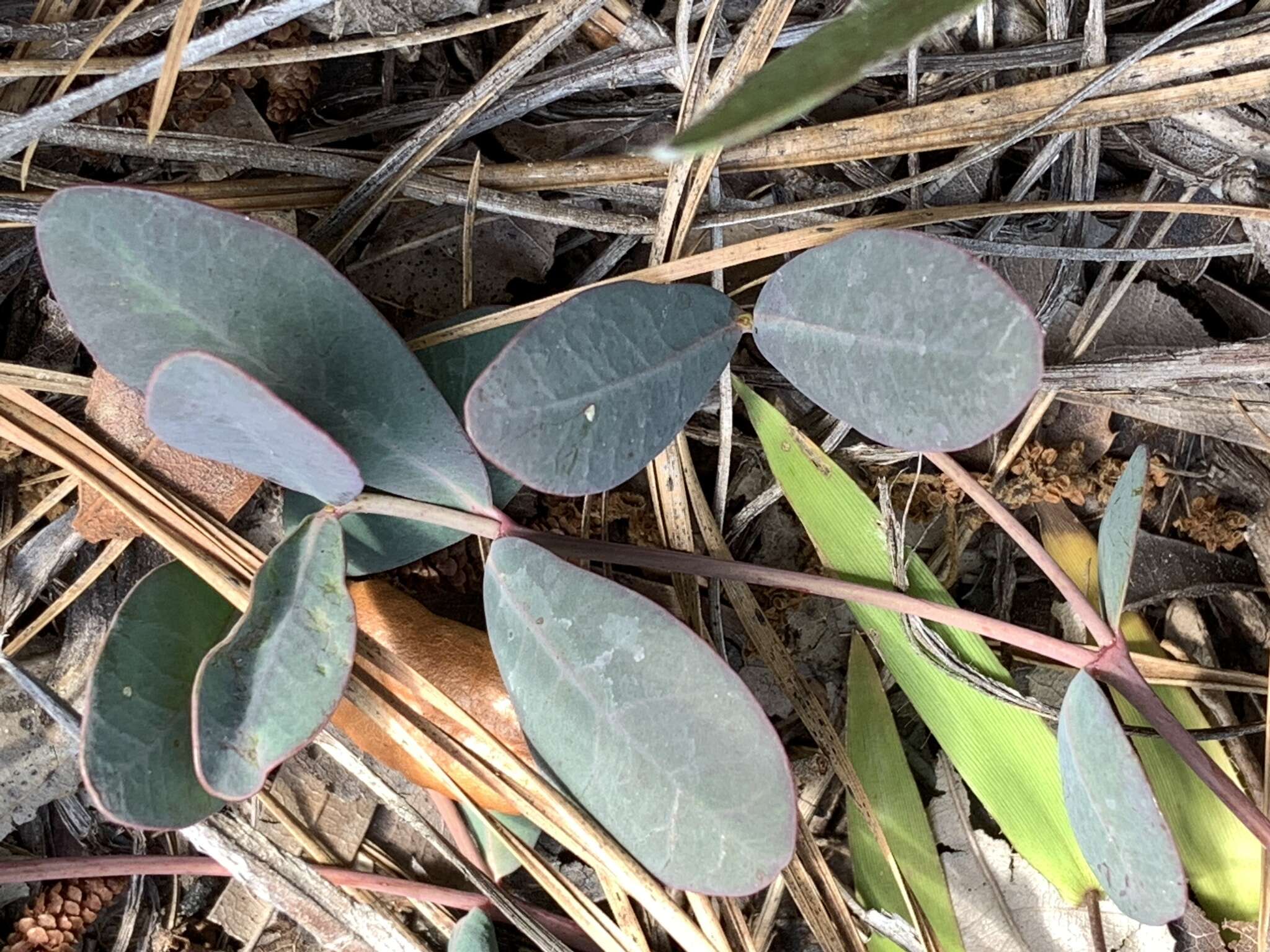 Слика од Euphorbia ipecacuanhae L.