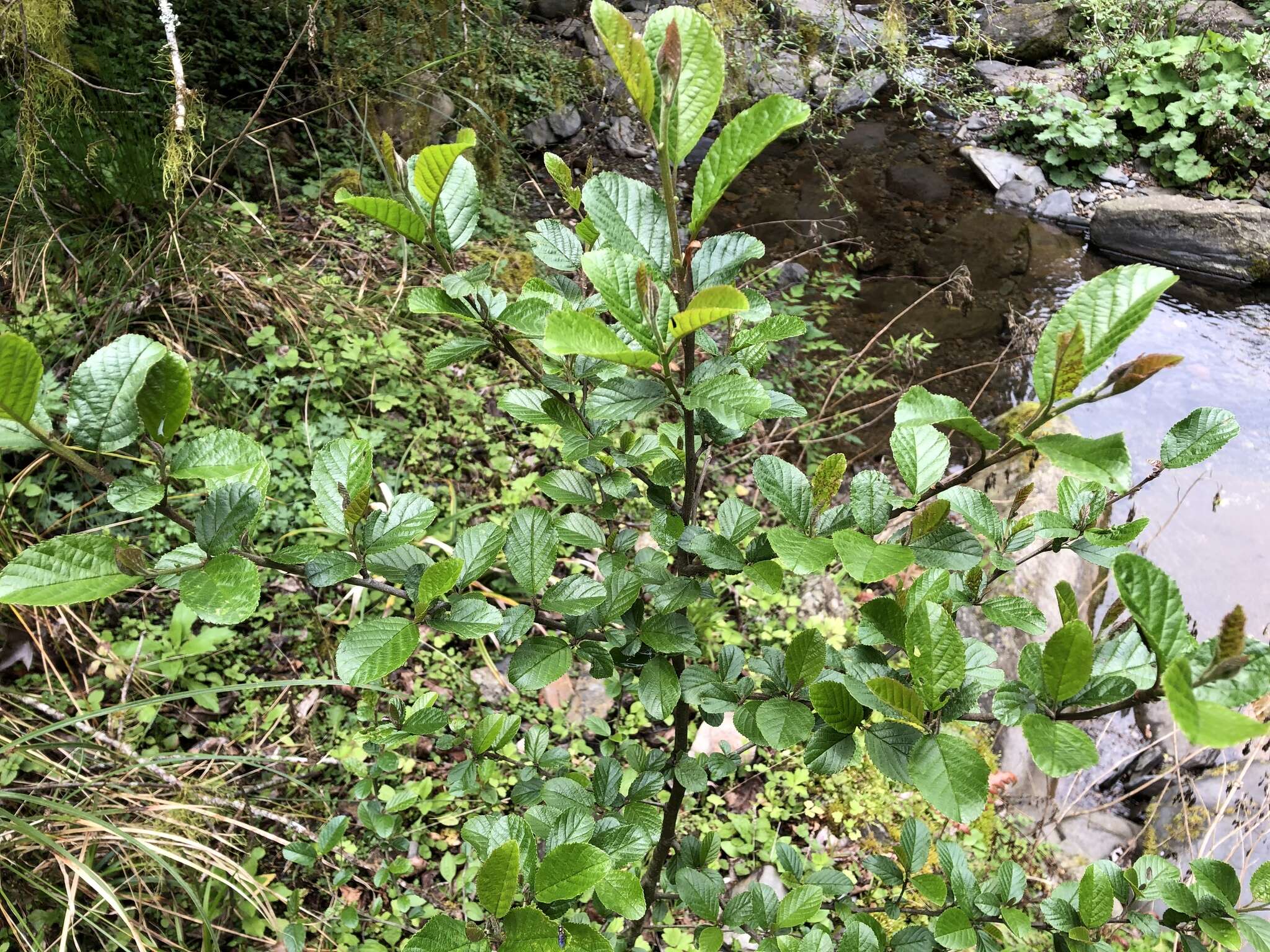 Image of Formosan alder