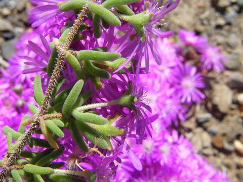 Imagem de Drosanthemum hispidum (L.) Schwant.