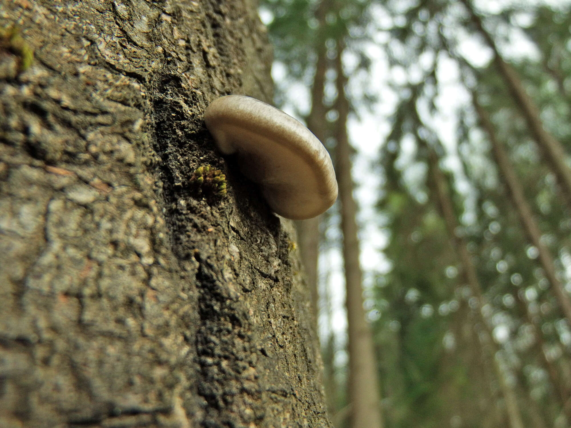 Слика од Pleurotus calyptratus (Lindblad ex Fr.) Sacc. 1887