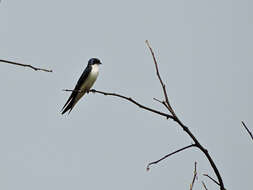 Hirundo leucosoma Swainson 1837 resmi