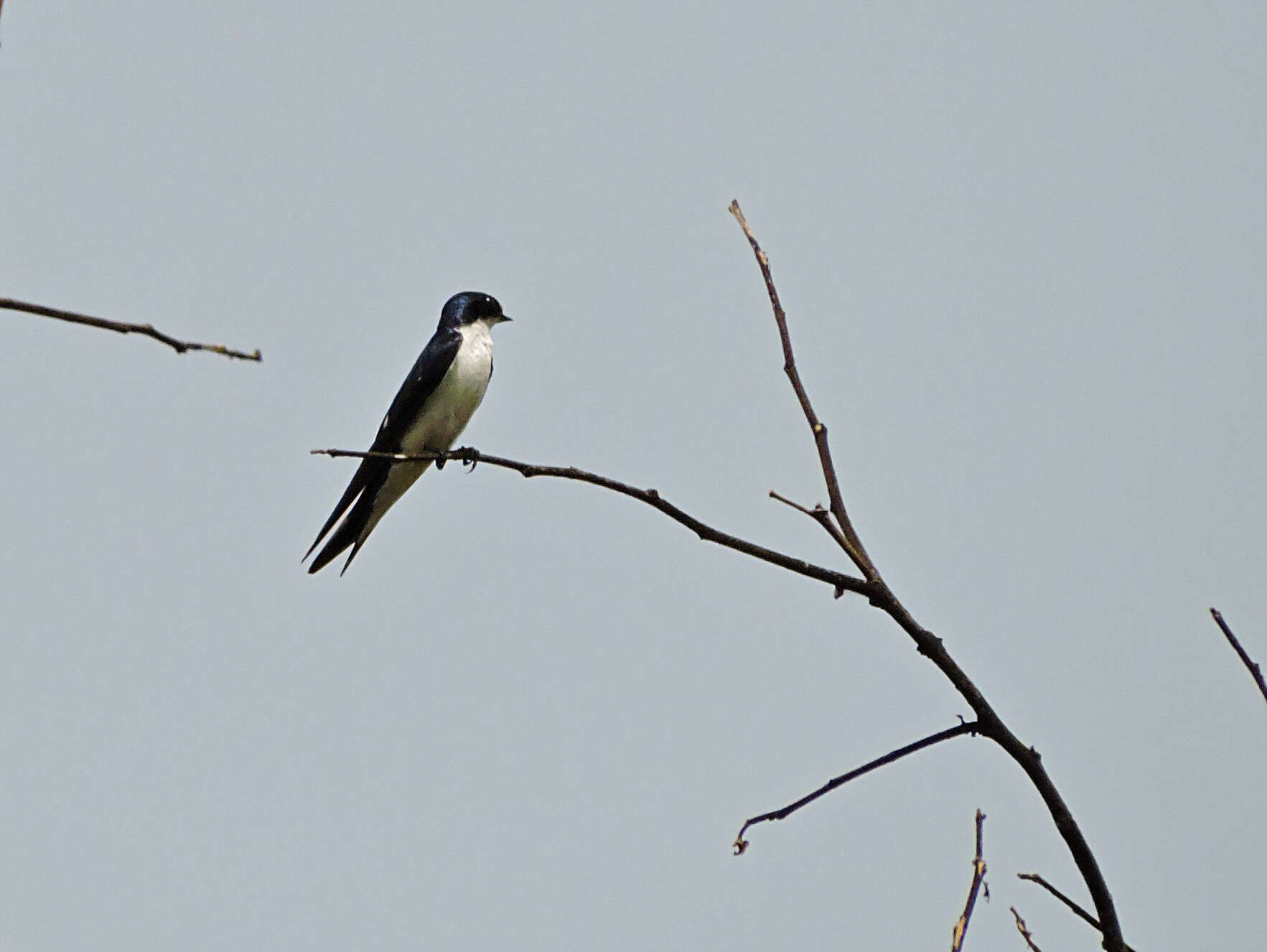 Image of Pied-winged Swallow