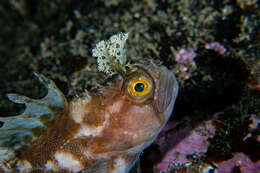 Image of Atlantic warbonnet