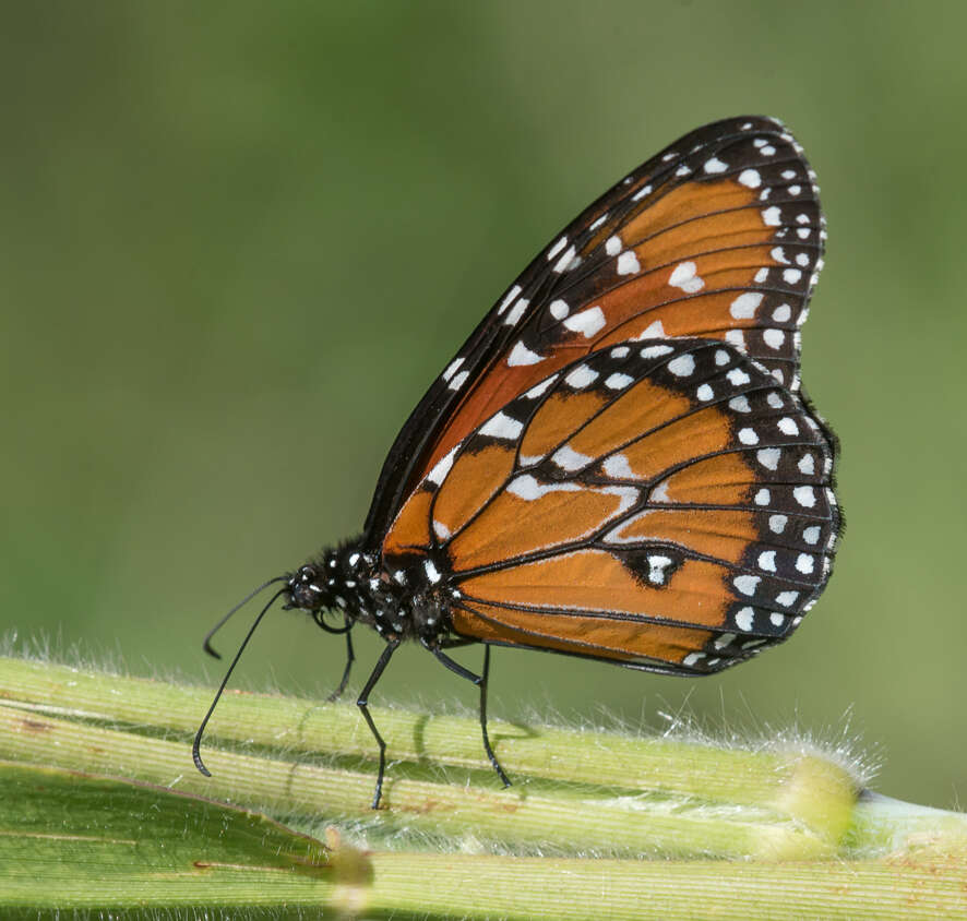 صورة <i>Danaus <i>gilippus</i></i> gilippus