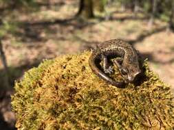 Image of Samwel Shasta Salamander