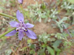 Image of Moraea lugubris (Salisb.) Goldblatt