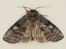 Imagem de Tethea ocularis Linnaeus 1767