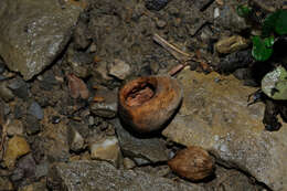 Image of hazel dormouse