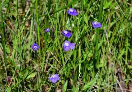 Plancia ëd Mimulus gracilis R. Br.