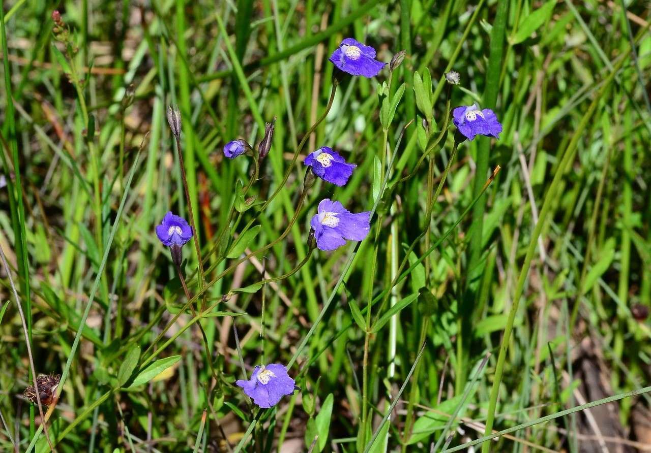 Plancia ëd Mimulus gracilis R. Br.