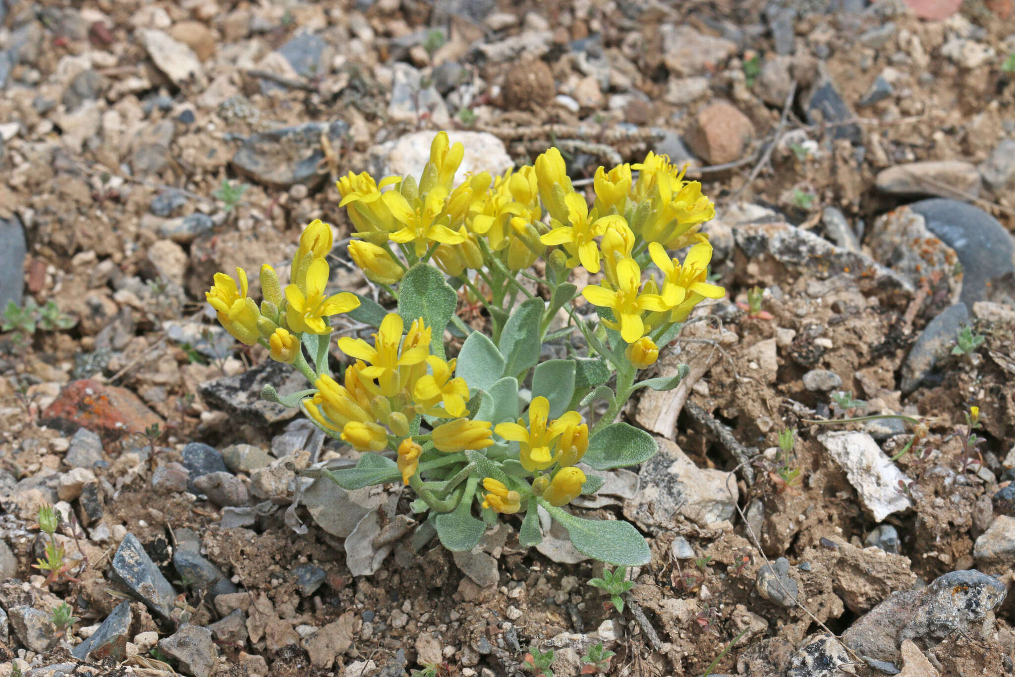 Image de Physaria chambersii Rollins