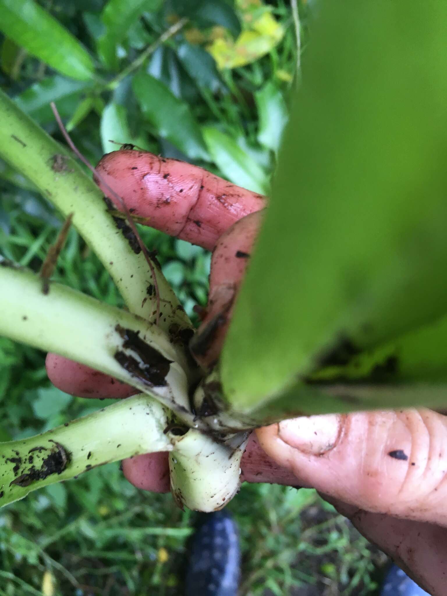 Plancia ëd Yucca gigantea Lem.