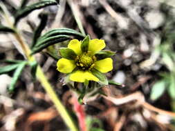 Image of Potentilla multifida L.