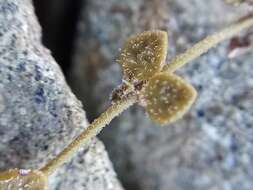 Veronica canescens T. Kirk resmi