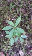 Image of Whorled Nodding-Aster