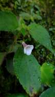 Image of Achimenes candida Lindl.