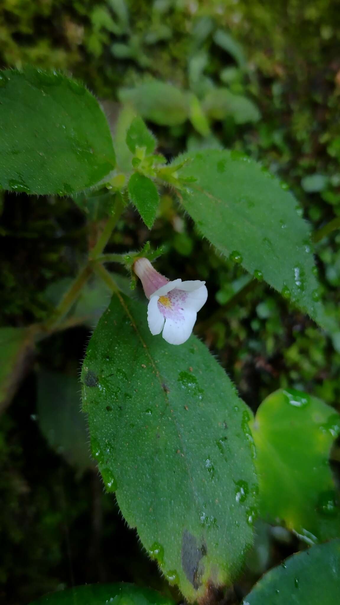 Image of Achimenes candida Lindl.