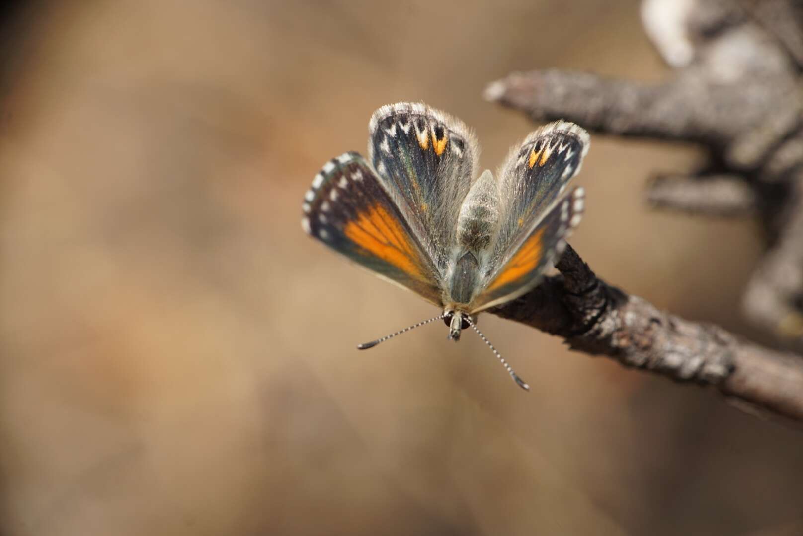 Слика од Pseudolucia chilensis (Blanchard 1852)