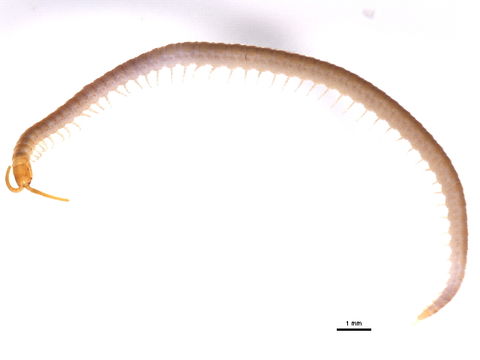 Image of Schendylidae