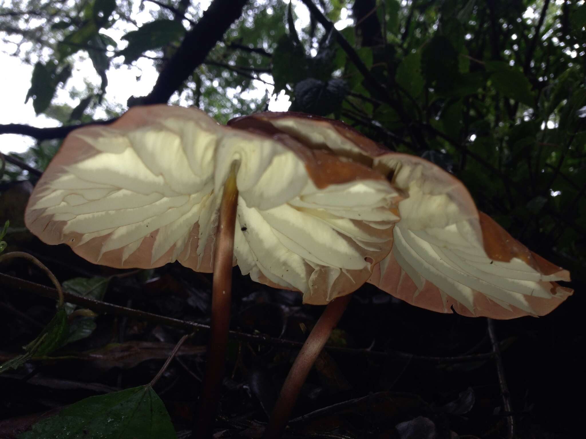 Image of Marasmius berteroi (Lév.) Murrill 1915