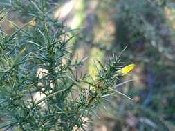 Image de Ulex parviflorus subsp. jussiaei (Webb) D. A. Webb