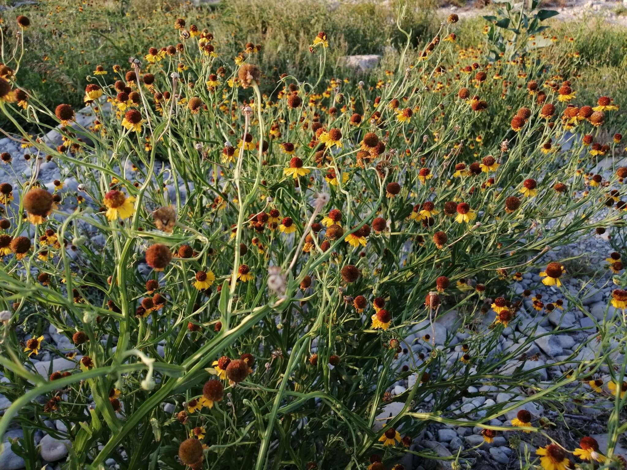 Image of smallhead sneezeweed