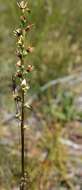 Image of Fragrant leek orchid