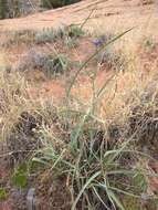 Image of prairie spiderwort