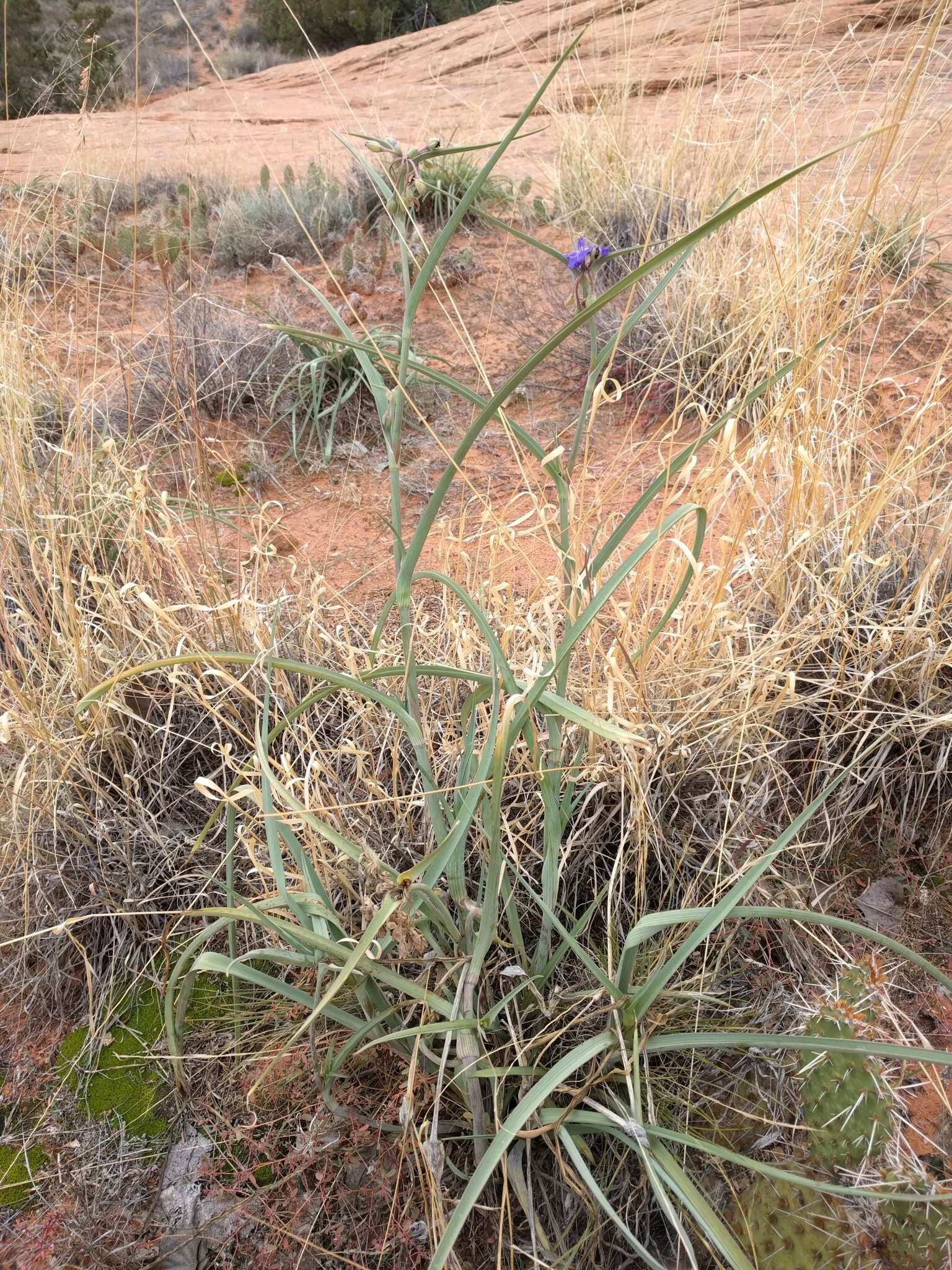 Imagem de Tradescantia occidentalis var. occidentalis