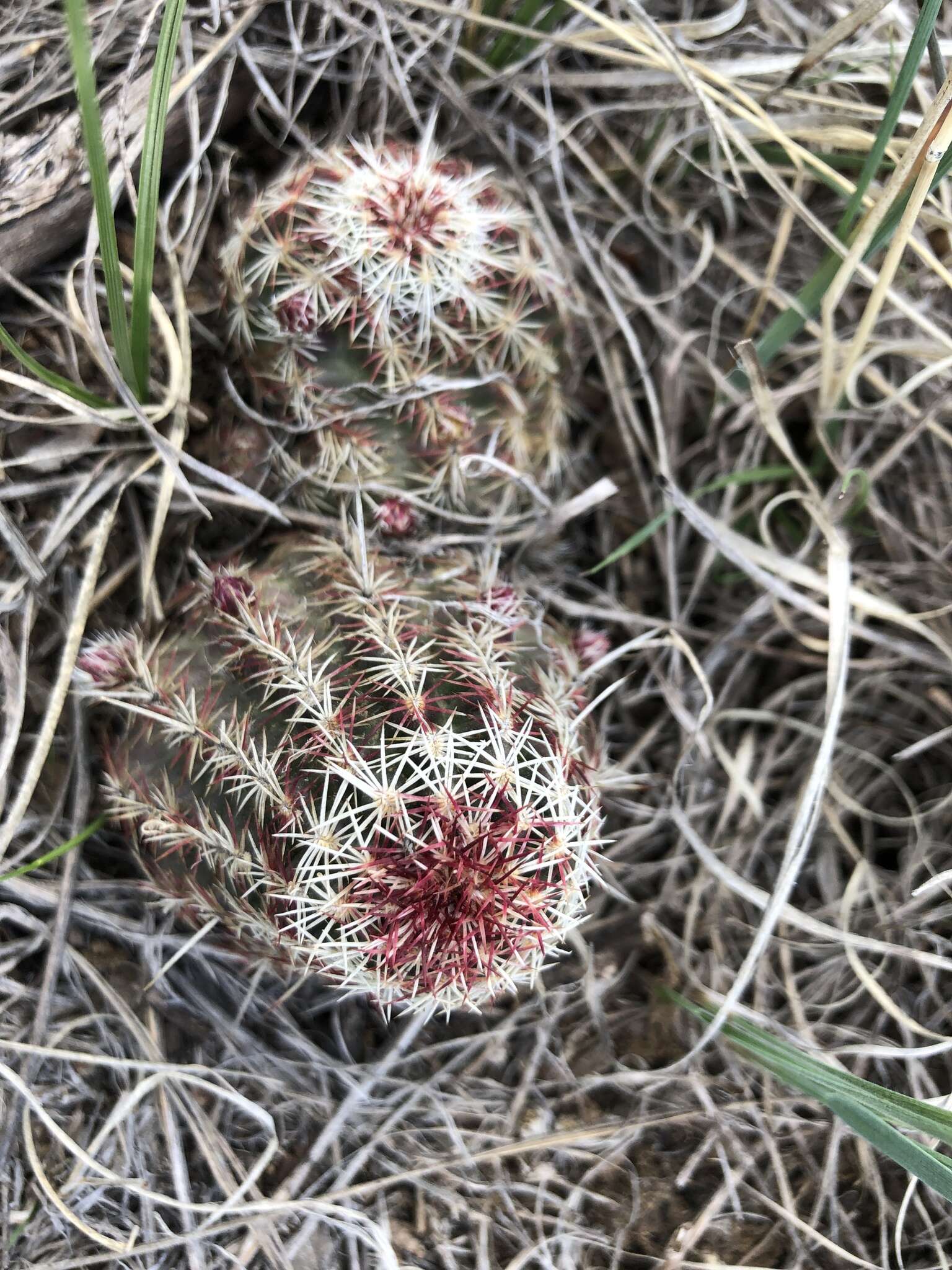 Image de Echinocereus viridiflorus subsp. viridiflorus