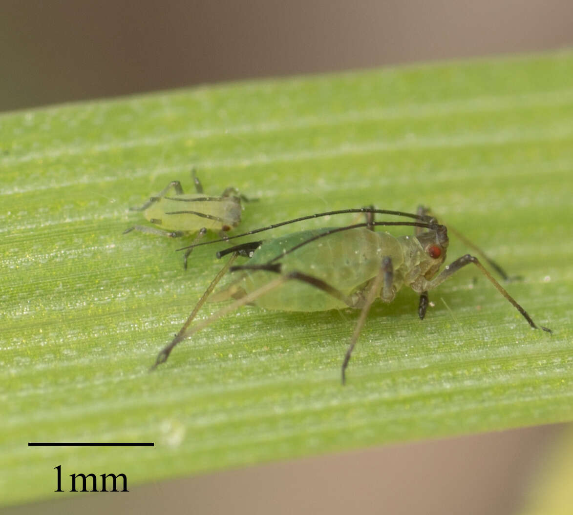 Image of English Grain Aphid