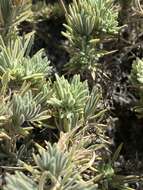 Image of Plantago webbii Barn.