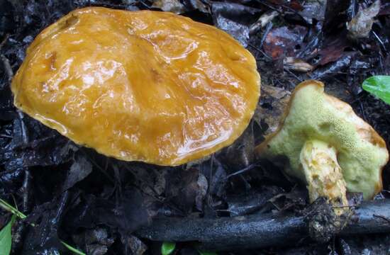 Image of Hemileccinum subglabripes (Peck) Halling 2015