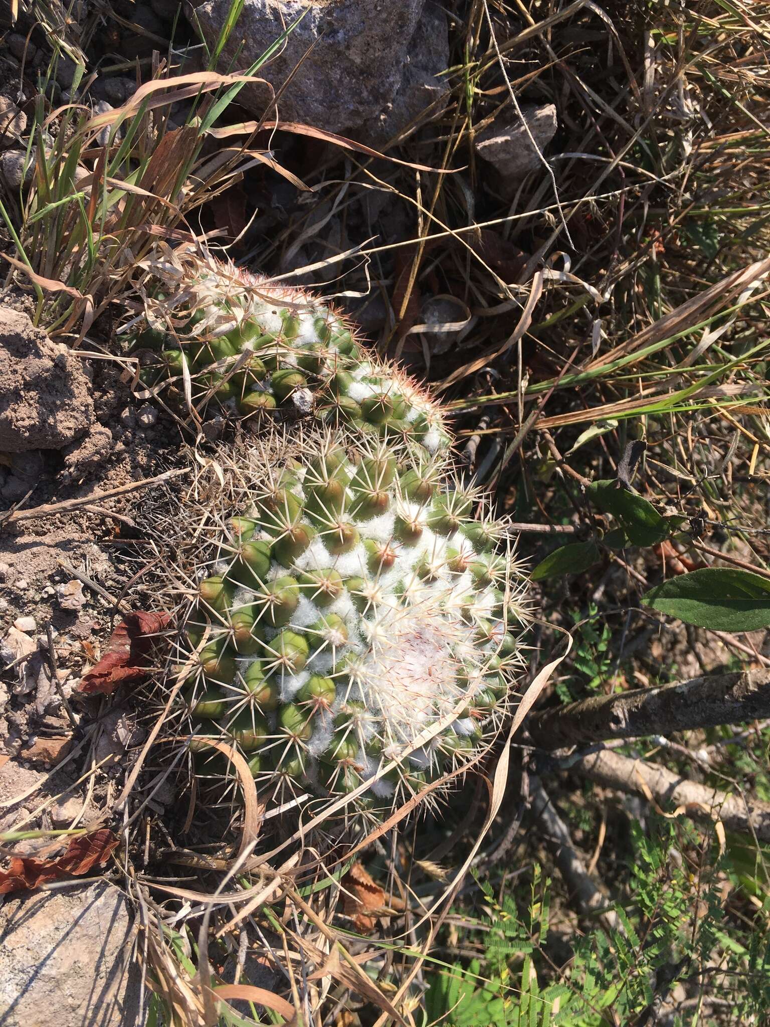 Image of Mammillaria scrippsiana (Britton & Rose) Orcutt