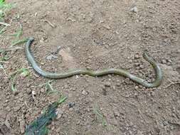 Image of Elliot's Earth Snake
