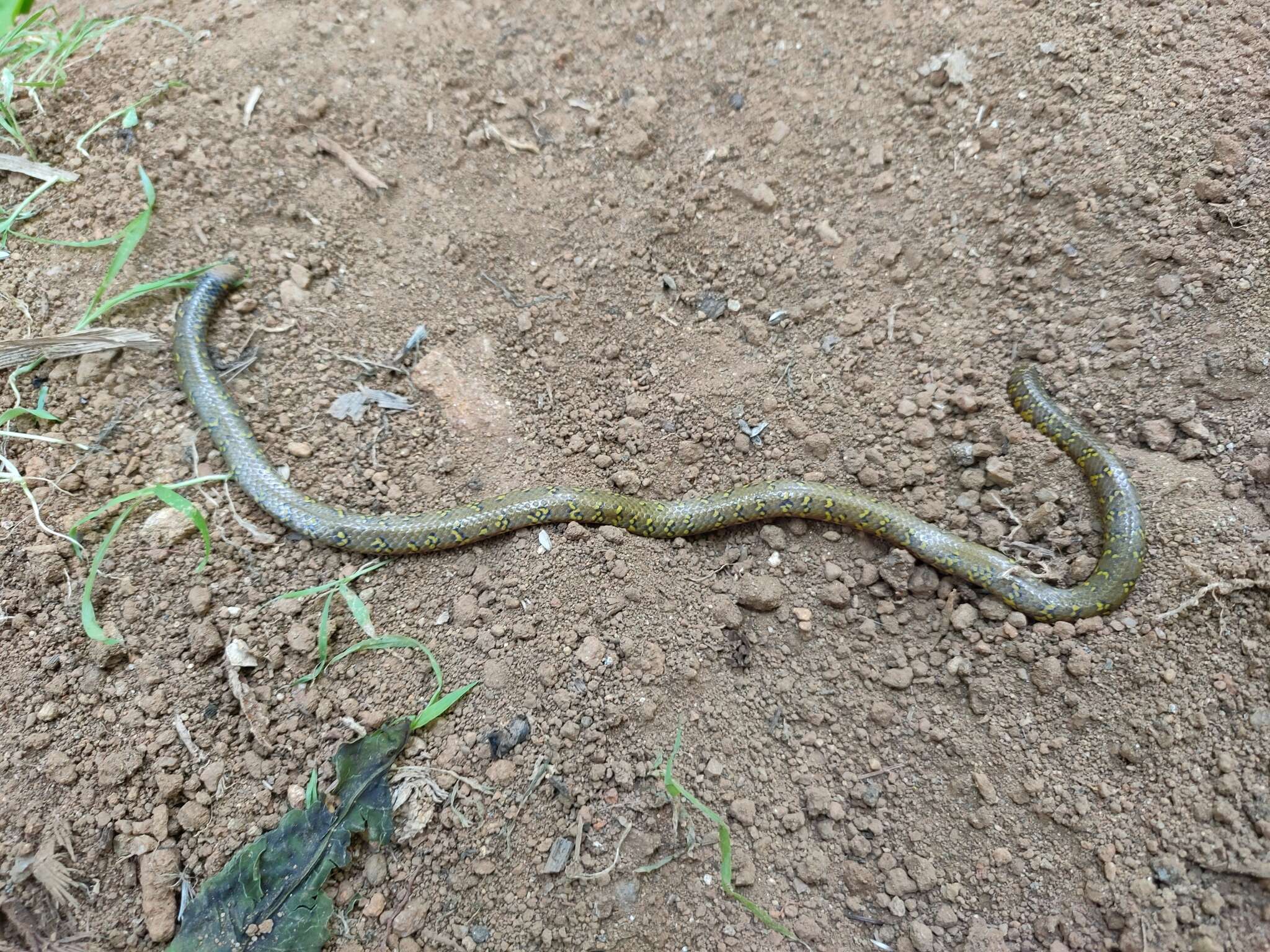 Sivun Uropeltis ellioti (Gray 1858) kuva