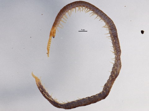 Image of Schendylidae