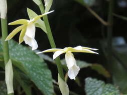 Image de Phaius tankervilleae (Banks) Blume